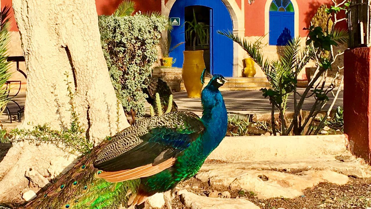 Camping & Hotel Le Calme Essaouira Ngoại thất bức ảnh