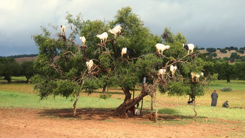 Camping & Hotel Le Calme Essaouira Ngoại thất bức ảnh