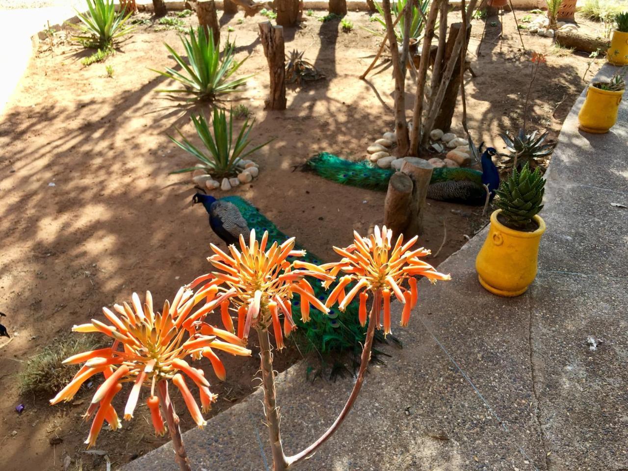 Camping & Hotel Le Calme Essaouira Ngoại thất bức ảnh