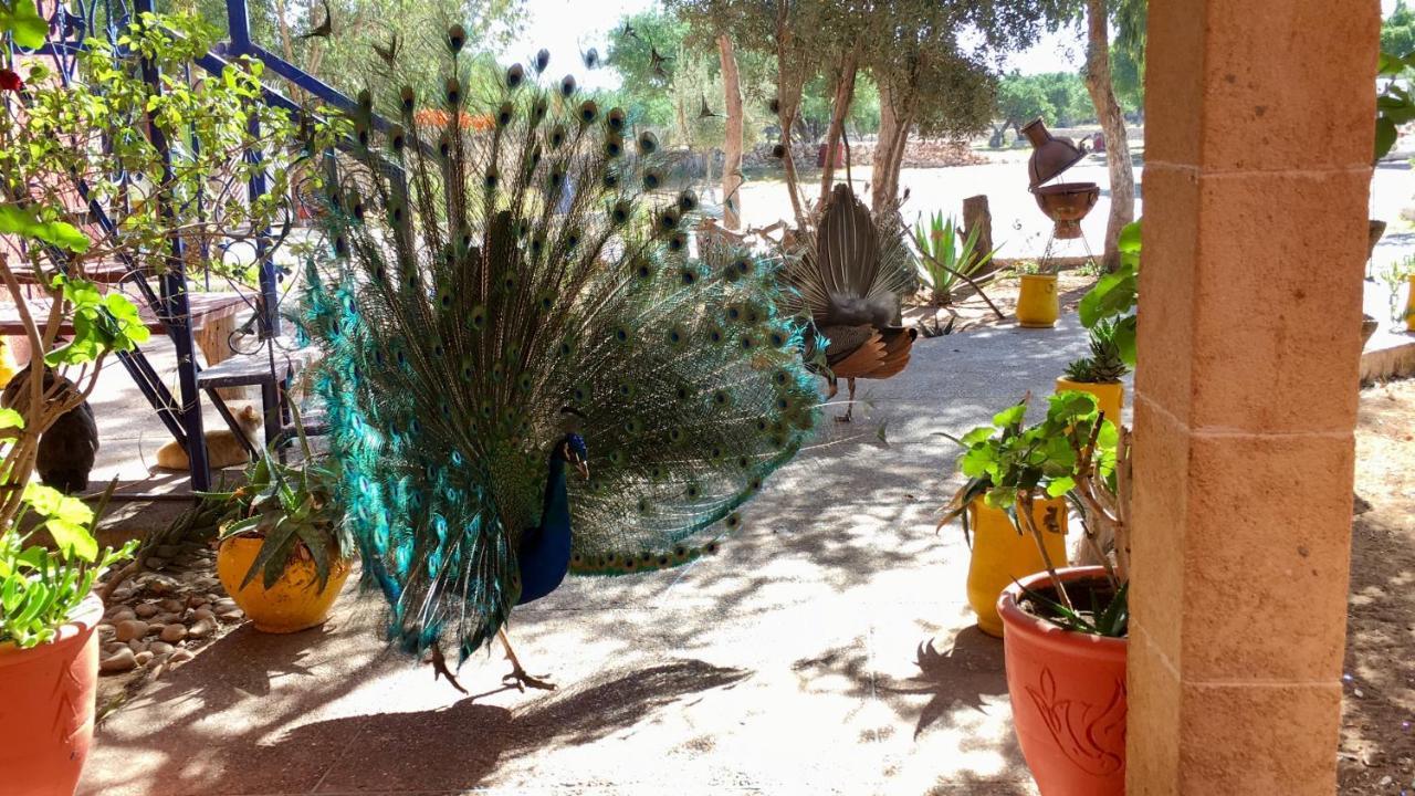 Camping & Hotel Le Calme Essaouira Ngoại thất bức ảnh