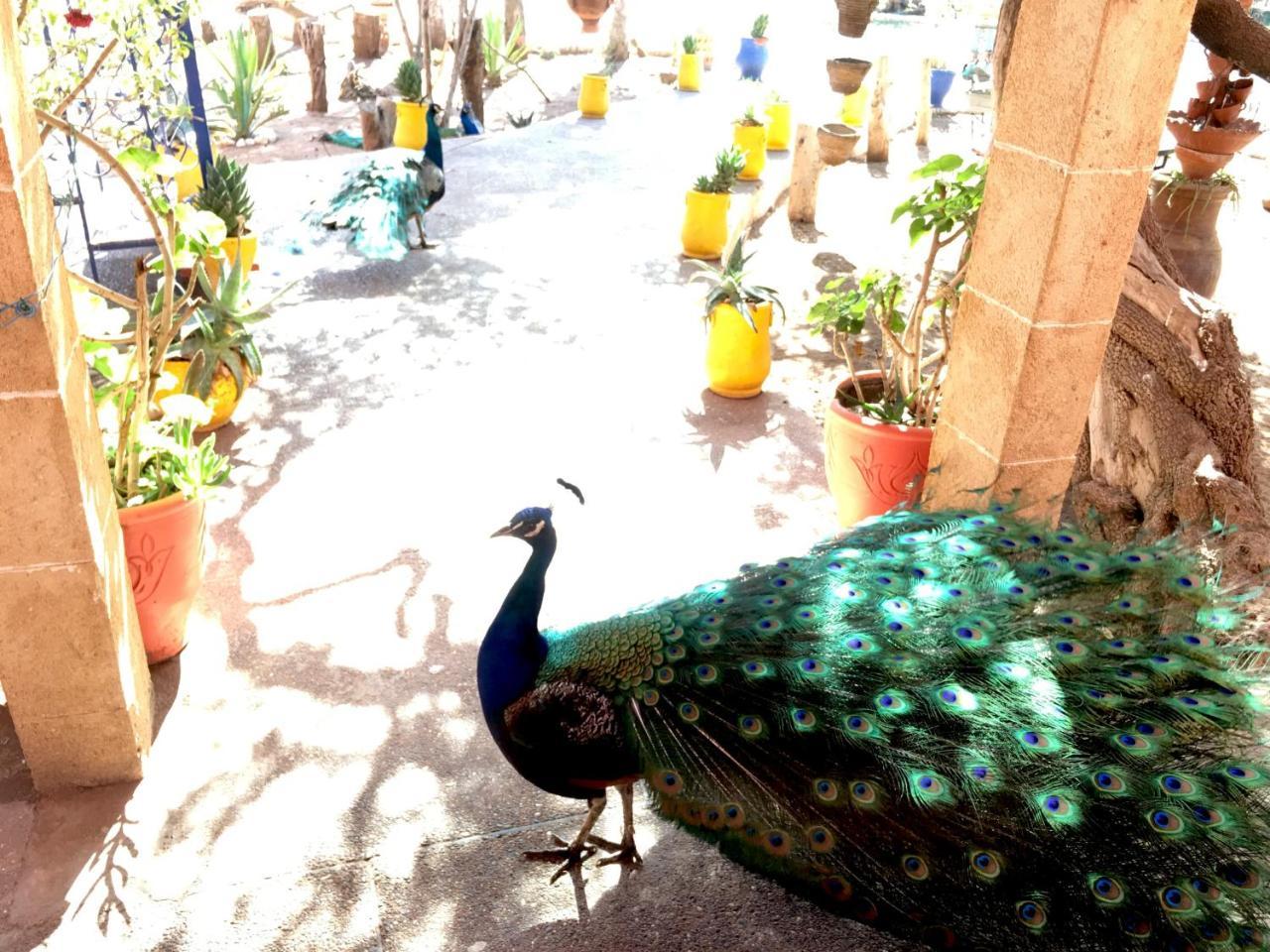 Camping & Hotel Le Calme Essaouira Ngoại thất bức ảnh
